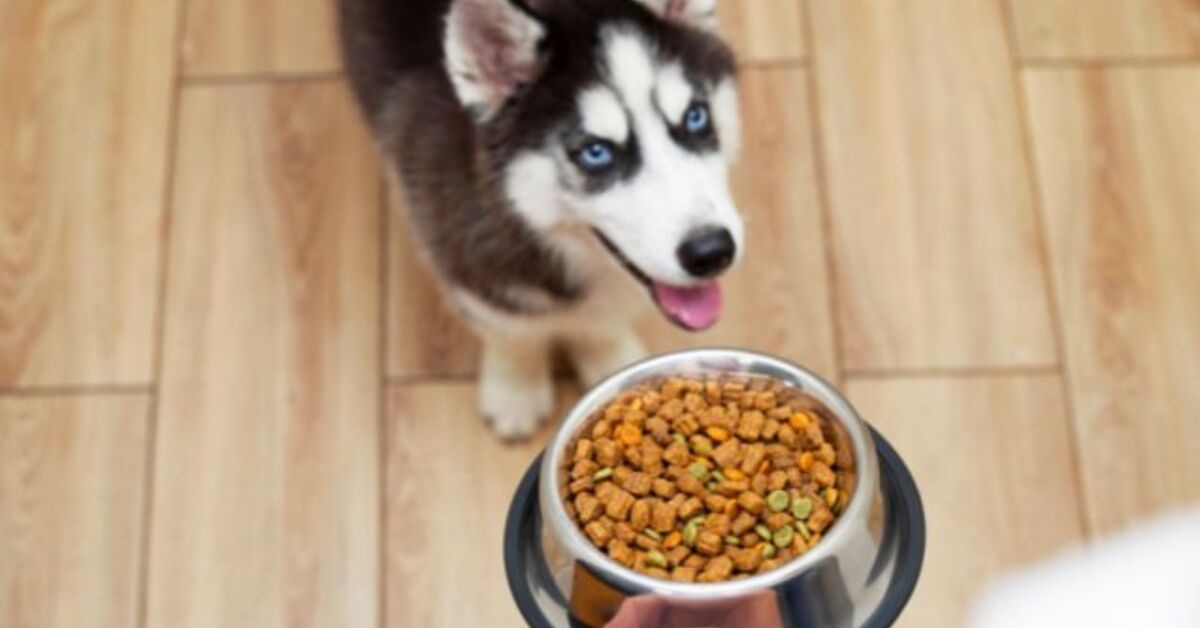 Whats The Best Food For Husky Puppies Whats the best food for husky puppies