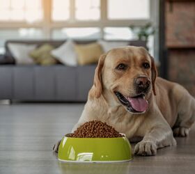 Best Dog Food for Labs | PetGuide