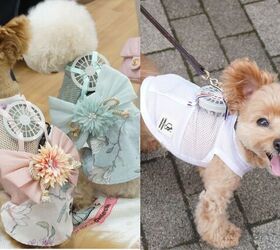Japan Invents Wearable Fans for Dogs Due to Rising Temperature PetGuide