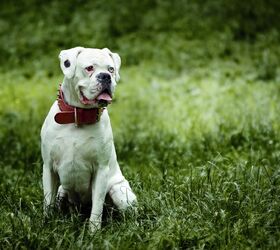 How to Train a Blind Dog PetGuide