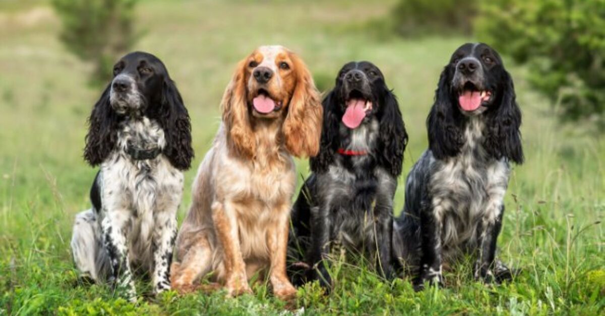 Spaniel Breeds | PetGuide