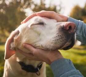 Petting other people's (friendly) dogs can boost your health