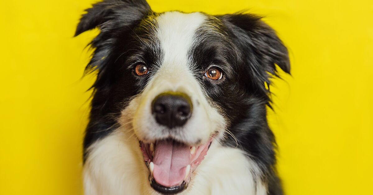 What’s Written on Your Dog’s Face? | PetGuide