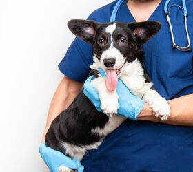 Dog Genes Could Help Cure Cancer in Humans PetGuide