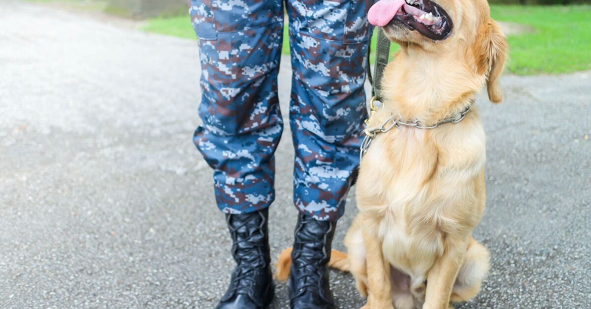 A New Study Investigates How Service Dogs Can Help Veterans With Ptsd A New Study Investigates How Service Dogs Can Help Veterans With Ptsd