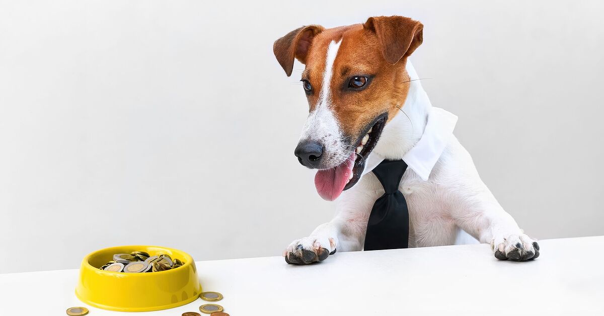 Inflation Forces Pet Owners to Switch to Cheaper Food | PetGuide