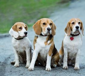 Beagle itching best sale all the time