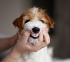 Study Found Pomegranate Water Additive Can Keep Dogs’ Teeth Clean