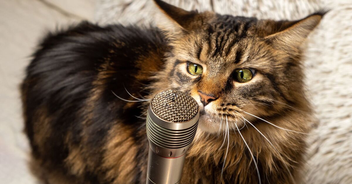 Cat Recid Bella the Cat Breaks the Guinness World Record for Loudest Purr | PetGuide