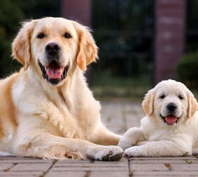Guide Dog Trigger Retires After Fathering Over 300 Puppies | PetGuide