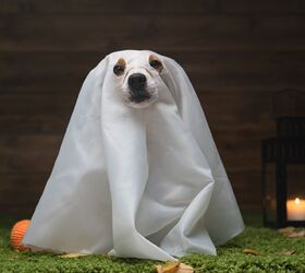 Ghosts of Dead Pets May Help Owners Deal With Grief, Study Finds | PetGuide