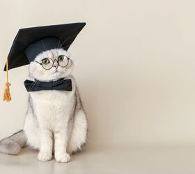 University's Campus Cat Earns an Honorary Degree in Litter-auture ...