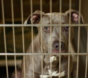 Dog Who "Cried Endlessly" at Indiana Shelter Gets Adopted PetGuide