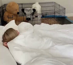 This Baby Cow Has the Sweetest Morning Routine